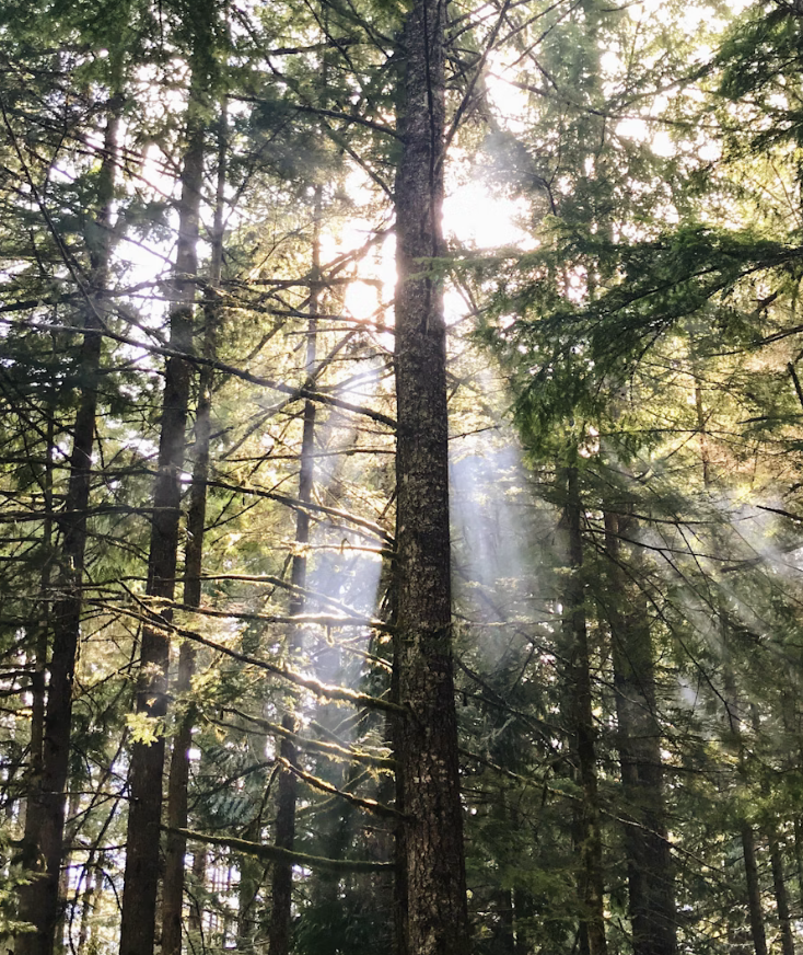 photo of a local BC forest, trees with sunlight peeking through