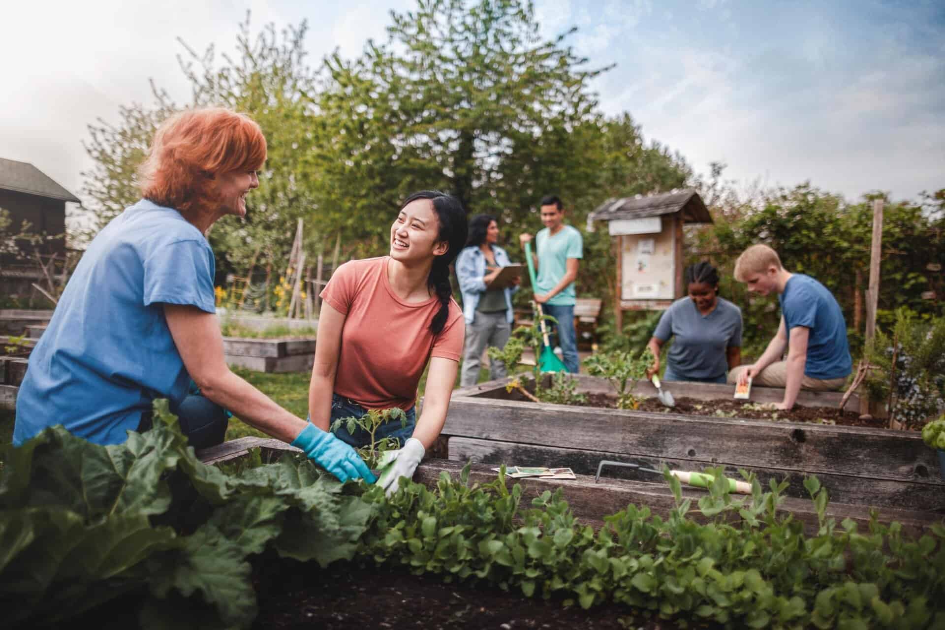 Group of volunteers working together in a community garden, planting vegetables in raised beds.